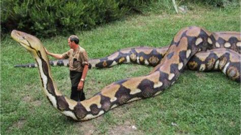 qual é a maior cobra do mundo